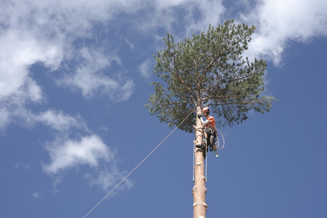 Certified arborist checking a tree trunk for decay in Longview, TX